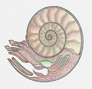 Mollusc Collection: Anatomical illustration of an Ammonite