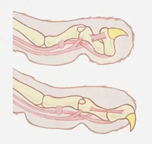 Anatomical illustration of a cats claws, pulled in and pushed out