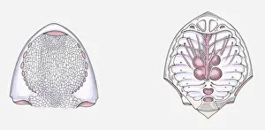 Images Dated 8th April 2010: Anatomical illustration of a Cephalaspid prehistoric fish, underside of head