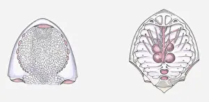Palaeontology Prints: Anatomical illustration of a Cephalaspid prehistoric fish