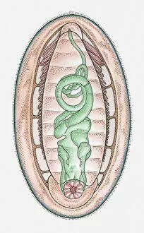 Mollusc Collection: Anatomical illustration of a Chiton