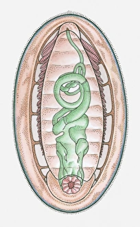 Images Dated 8th April 2010: Anatomical illustration of a Chiton