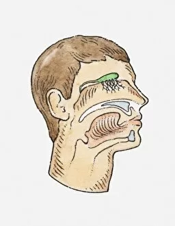 Anatomical illustration of a mans head showing sensory organs