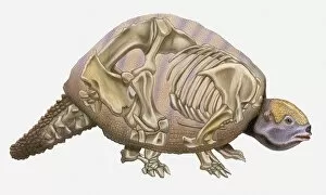 Images Dated 8th April 2010: Anatomical illustration of a Pleistocene Edentate (Glyptodon reticulatus), an early mammal