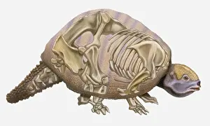 Anatomical illustration of a Pleistocene Edentate (Glyptodon reticulatus), an early mammal