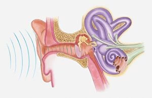 Anatomical illustration of sound vibrations entering ear