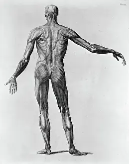 Muscles Prints: Anatomical Study of the Back of a Human