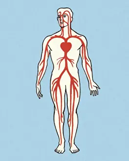 Illustratio Prints: Anatomical Vein Illustration