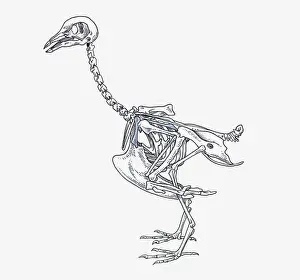 Skeleton Prints: anatomy, animal themes, bird, coracoid, cranium, cut out, femur, humerous, mandible