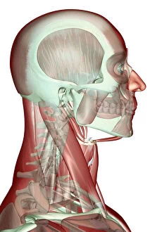 Images Dated 24th June 2007: anatomy, anterior scalene, digastric, face, face muscles, head, head muscles, human
