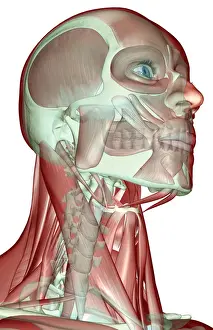 Below View Prints: anatomy, anterior scalene, below view