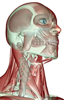 Images Dated 24th June 2007: anatomy, anterior scalene, below view, buccinator, digastric, front view, head, head muscles