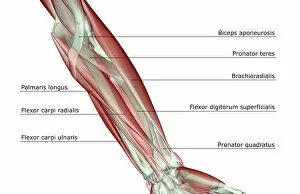 Images Dated 24th June 2007: anatomy, arm, arm muscles, biceps aponeurosis, brachioradialis, flexor carpi radialis