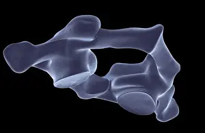 Bone Structure Prints: anatomy, atlas bone, black background, bone, bone structure, bones, cervical vertebrae