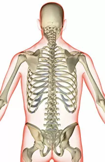 Back Gallery: anatomy, axial skeleton, back, back bone structure, back bones, back view, bone, bone structure