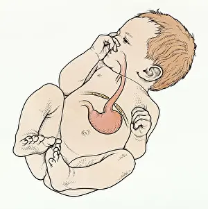 Lying On Back Prints: Anatomy, Baby, Beginnings, Biomedical Illustration, Caucasian Appearance, Childhood