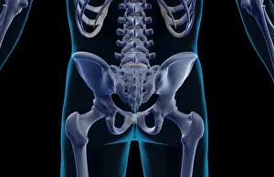 Back Bones Prints: anatomy, back, back bone structure, back bones, back view, black background, bone