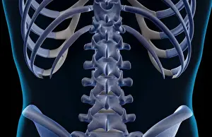 Back Bones Prints: anatomy, back, back bone structure, back bones, back view, black background, bone