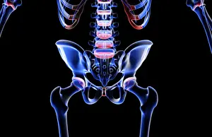 Back Bones Prints: anatomy, back, back bone structure, back bones, back view, black background, bone