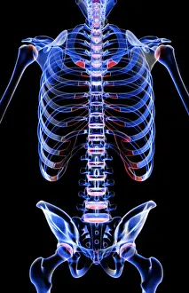 anatomy, back, back bone structure, back bones, back view, black background, bone