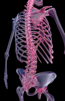 Back Bones Prints: anatomy, back, back bone structure, back bones, back view, black background, bone