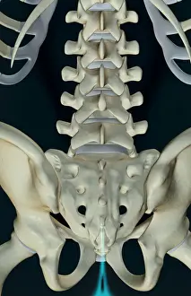 Below View Prints: anatomy, back, back bone structure, back bones, back view, below view, black background