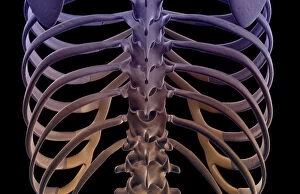 Back Gallery: anatomy, back, back bone structure, back bones, back view, black background, bone