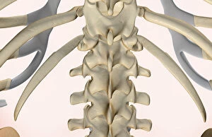 Back Gallery: anatomy, back, back bone structure, back bones, back view, bone, bone structure