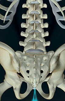 Back Gallery: anatomy, back, back bone structure, back bones, back view, below view, black background