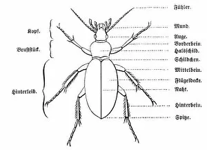 Insect Lithographs Gallery: Anatomy of a beetle