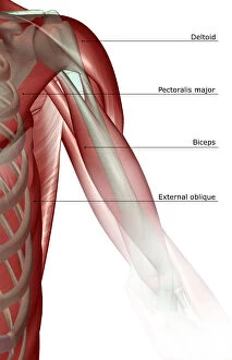Images Dated 24th June 2007: anatomy, biceps, biceps aponeurosis, biceps brachii, close-up view, deltoid, front view