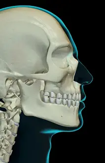 Bone Structure Prints: anatomy, black background, bone, bone structure, bone structure of the face, bone