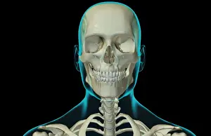 Bone Structure Prints: anatomy, black background, bone, bone structure, bone structure of the head, bone