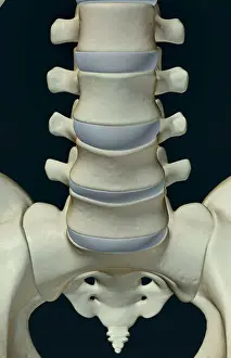 Bone Structure Prints: anatomy, black background, bone, bone structure, bone structure of the vertebrae