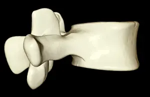 Bone Structure Prints: anatomy, black background, bone, bone structure, bones, close-up view, human, illustration
