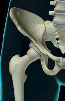 Bone Structure Prints: anatomy, black background, bone, bone structure, bone structure of the hip, bones