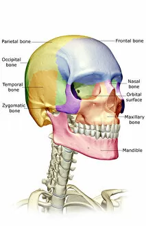 Images Dated 24th June 2007: anatomy, bone, bone structure, bone structure of the face, bone structure of the head