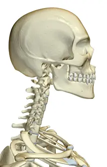 Bone Structure Prints: anatomy, bone, bone structure, bone structure of the face, bone structure of the head