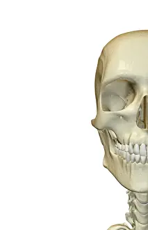 Bone Structure Prints: anatomy, bone, bone structure, bone structure of the face, bones, bones of the face