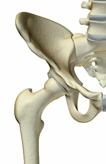 Images Dated 24th June 2007: anatomy, bone, bone structure, bone structure of the hip, bones, bones of the hip