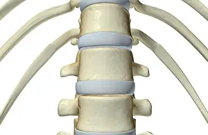 Bone Structure Prints: anatomy, bone, bone structure, bone structure of the vertebral column, bones, bones