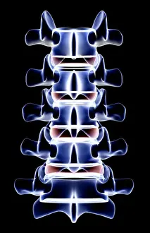 Bone Structure Prints: anatomy, back bone, back view, black background, bone, bone structure, bones, glow