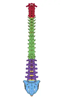 Bone Structure Prints: anatomy, back bone, back view, bone, bone structure, bones, cervical vertebrae, human