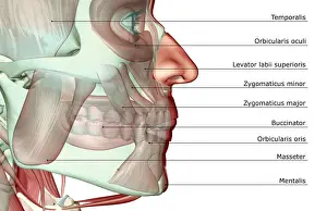 Digastric Prints: anatomy, buccinator, close-up view, digastric, human, illustration, jaw, jaw muscles