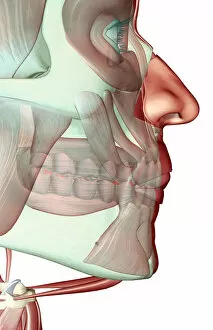 Human Gallery: anatomy, buccinator, close-up view, digastric, human, illustration, jaw, jaw muscles