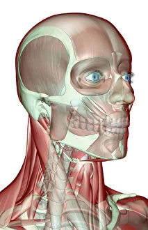 anatomy, buccinator, digastric, face, face muscles, front view, frontalis, head, head muscles
