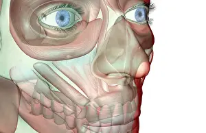 Medical Image Collection Prints: anatomy, buccinator, face, face muscles, front view, frontalis, head, head muscles