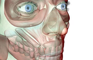 Images Dated 24th June 2007: anatomy, buccinator, face, face muscles, front view, frontalis, head, head muscles