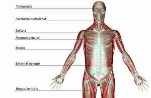 anatomy, chest, chest muscles, external oblique, front view, human, illustration