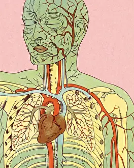 Anatomy of Circulatory System